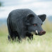 Wildcrete Feral Pig
